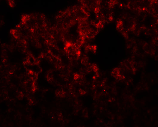 a14223 rhbdd3 primary antibodies if testing 2