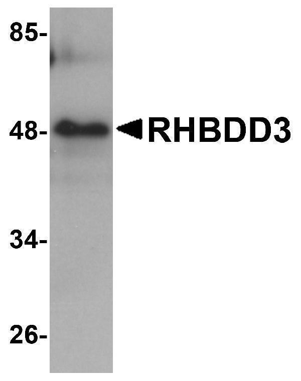 a14223 rhbdd3 primary antibodies wb testing 1