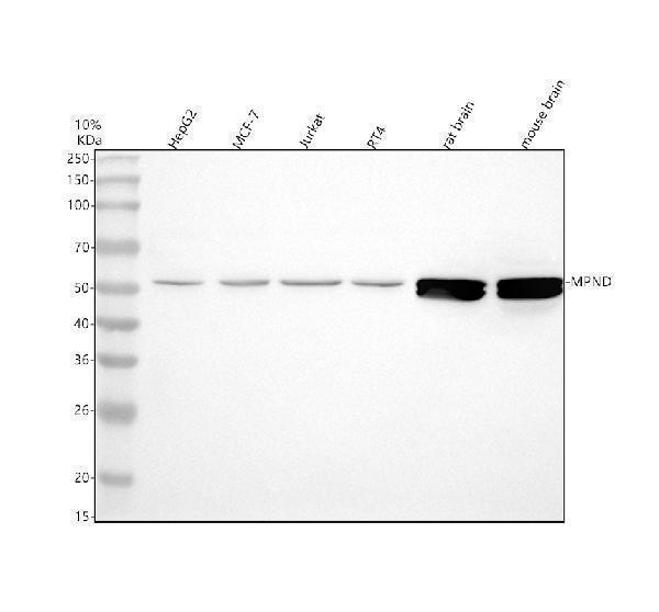  Western blot analysis of MPND using anti-MPND antibody (A14225-2)