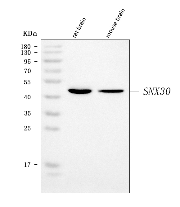 Figure 1. Western blot analysis of SNX30 using anti-SNX30 antibody (A14226-1). Electrophoresis was performed on a 5-20% SDS-PAGE gel at 70V (Stacking gel) / 90V (Resolving gel) for 2-3 hours. The sample well of each lane was loaded with 30 ug of sample under reducing conditions. Lane 1: rat brain tissue lysates, Lane 2: mouse brain tissue lysates. After electrophoresis, proteins were transferred to a nitrocellulose membrane at 150 mA for 50-90 minutes. Blocked the membrane with 5% non-fat milk/TBS for 1.5 hour at RT. The membrane was incubated with rabbit anti-SNX30 antigen affinity purified polyclonal antibody (Catalog # A14226-1) at 0.5 microg/mL overnight at 4°C, then washed with TBS-0.1%Tween 3 times with 5 minutes each and probed with a goat anti-rabbit IgG-HRP secondary antibody at a dilution of 1:5000 for 1.5 hour at RT. The signal is developed using an Enhanced Chemiluminescent detection (ECL) kit (Catalog # EK1002) with Tanon 5200 system. A specific band was detected for SNX30 at approximately 50 kDa. The expected band size for SNX30 is at 50 kDa.