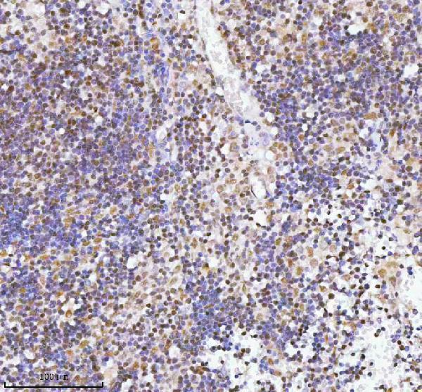 a14229 1 rbm42 primary antibodies ihc testing 4