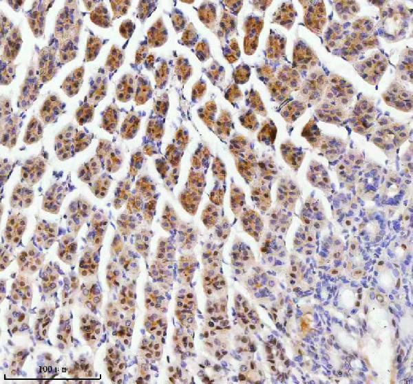 a14229 1 rbm42 primary antibodies ihc testing 5