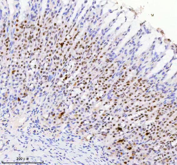 a14229 1 rbm42 primary antibodies ihc testing 6