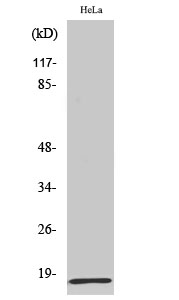 Western Blot analysis of various cells using MRP-L20 Polyclonal Antibody