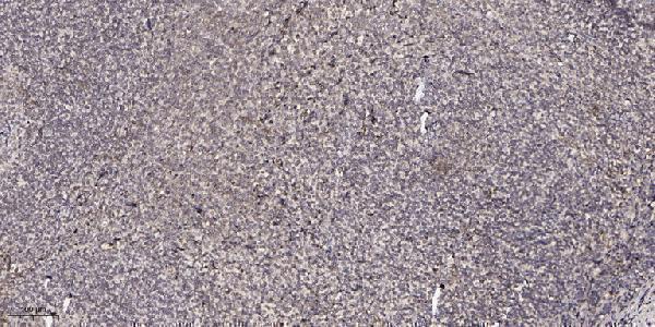 Immunohistochemical analysis of paraffin-embedded human tonsil