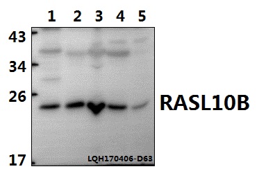 a14239 1 rasl10b primary antiboties wb testing 1