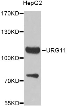 a14244 vwce primary antiboties wb testing 1