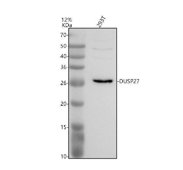 Anti-STYXL2 Antibody Picoband&reg;