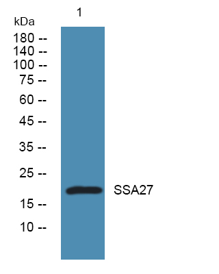 a14259 sssca1 primary antibodies wb testing 1