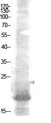 a14260 nfe4 primary antibodyes wb testing 1