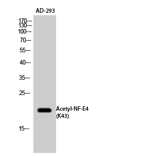 a14260 nfe4 primary antibodyes wb testing 2