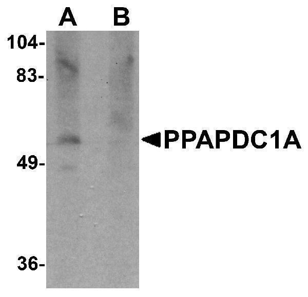 a14264 ppapdc1a primary antibodies wb testing 1