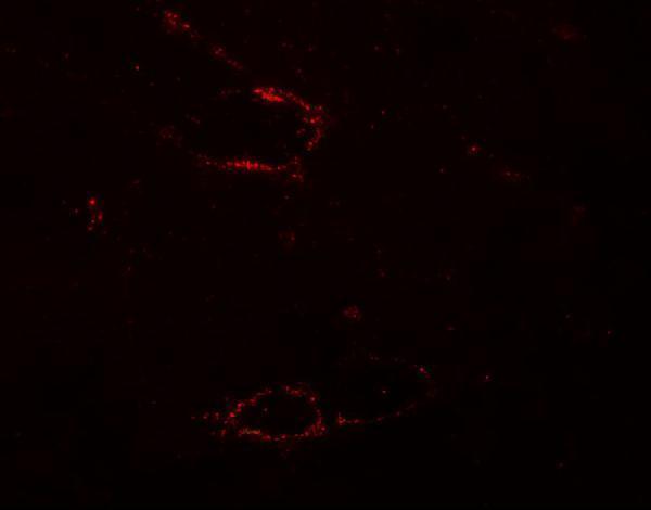 Immunofluorescence of SYNPO2L in mouse skeletal muscle tissue with SYNPO2L antibody at 20 μg/mL