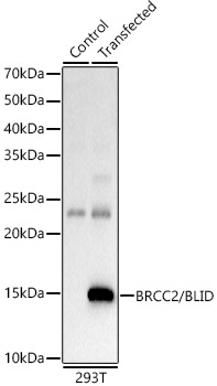 a14269 blid primary antiboties wb testing 1