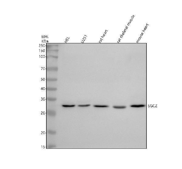 a14271 2 sgcz primary antibodies wb testing 1