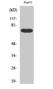 Western blotting validation for Anti-FASTKD3 Antibody A14273-1
Western Blot (WB) analysis of specific cells using FASTKD3 polyclonal antibody