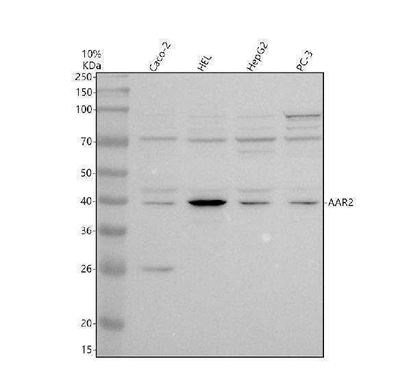 Western blot analysis of C20orf4/AAR2 using anti-C20orf4/AAR2 antibody (A14276-1)
