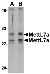 Western blot analysis of MettL7A in MCF cell lysate with MettL7A antibody at 2 μg/mL