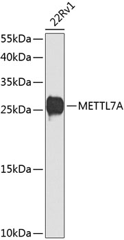Western blot analysis of extracts of 22Rv1 cells, using METTL7A antibody  at 1:1000 dilution