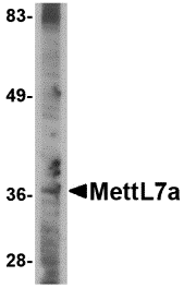 Western blot analysis of MettL7A in A-20 cell lysate with MettL7A antibody at 2 μg/mL