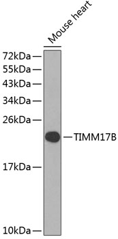 a14282 timm17b primary antiboties wb testing 1