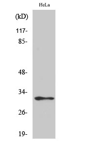 Western Blot analysis of various cells using MRP-L46 Polyclonal Antibody diluted at 1:500