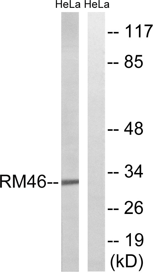 Western blot analysis of lysates from HeLa cells, using MRPL46 Antibody