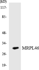Western blot analysis of the lysates from HUVECcells using MRPL46 antibody