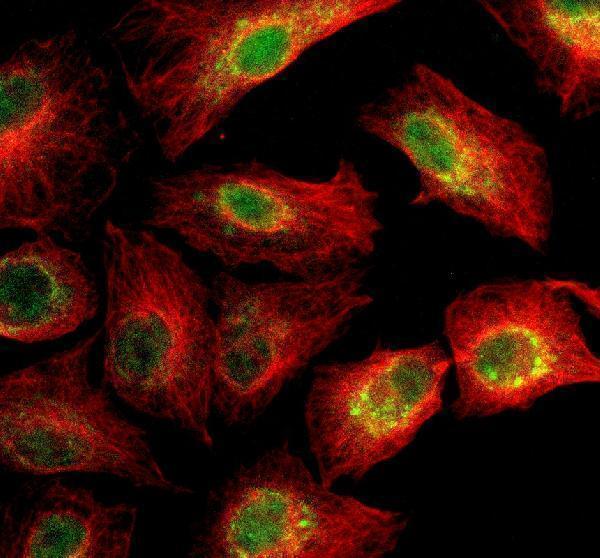 IF analysis of SIGLEC15 using anti-SIGLEC15 antibody (A14323-1) and anti-Beta Tubulin antibody (M01857-3)