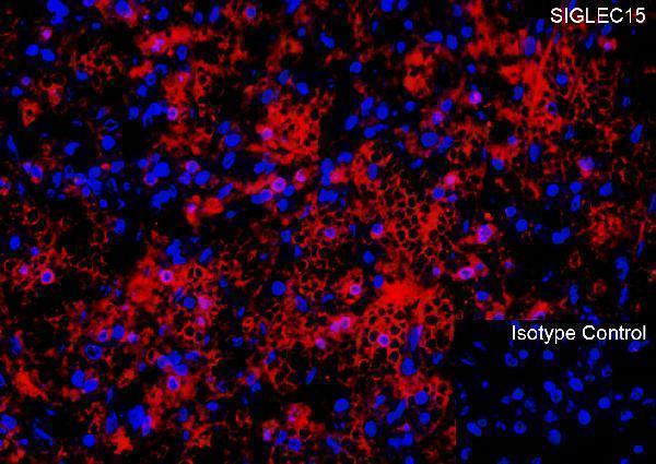 a14323 siglec15 primary antibodies if testing 1