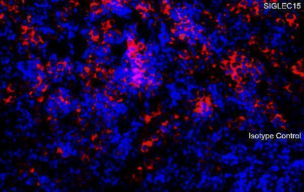 a14323 siglec15 primary antibodies if testing 2