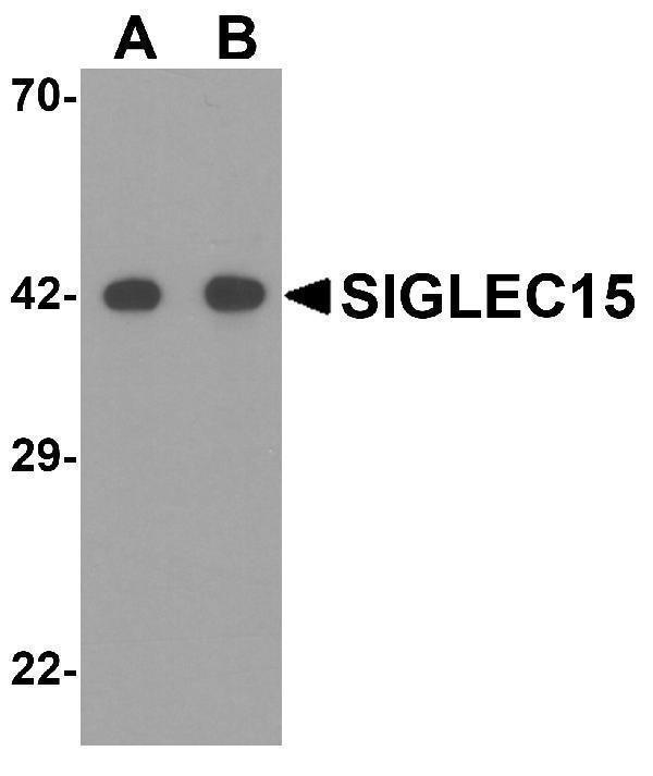 a14323 siglec15 primary antibodies wb testing 1