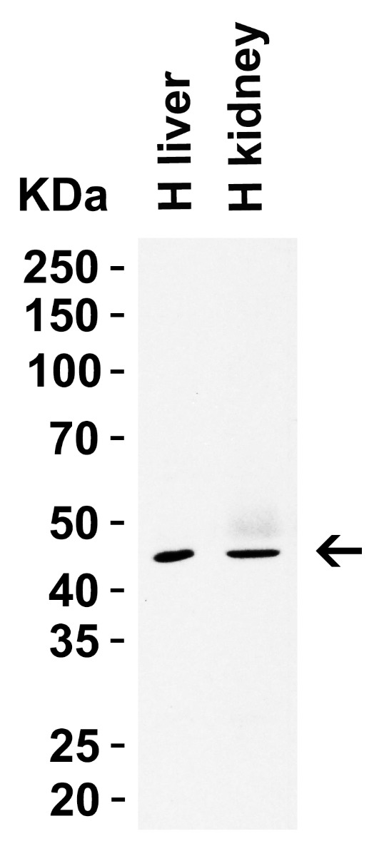 a14323 siglec15 primary antibodies wb testing 2