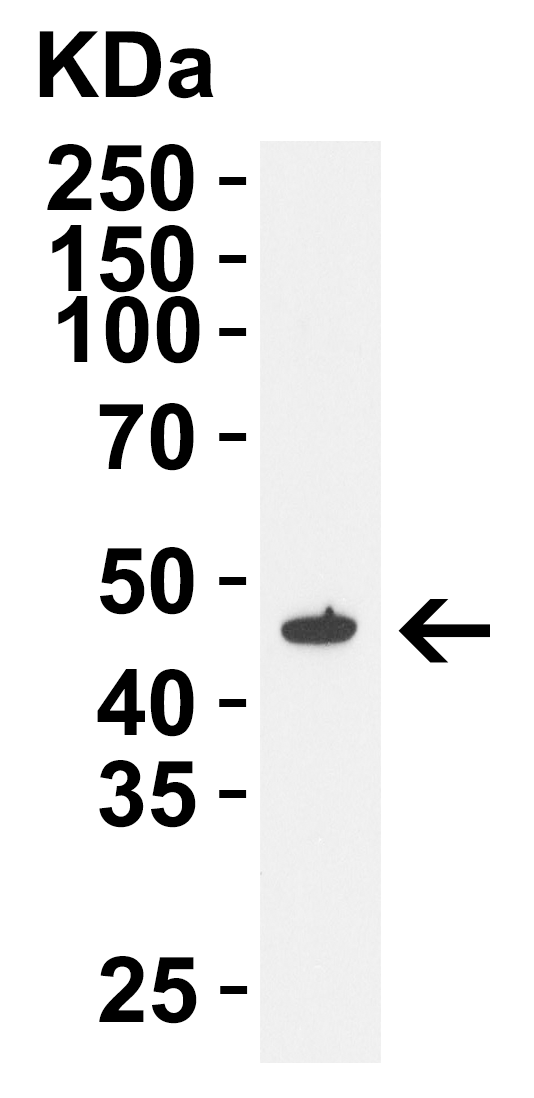 a14323 siglec15 primary antibodies wb testing 3