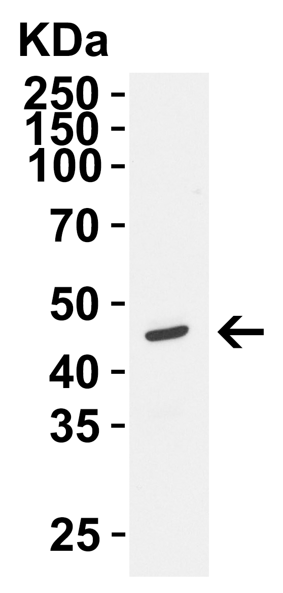 a14323 siglec15 primary antibodies wb testing 4