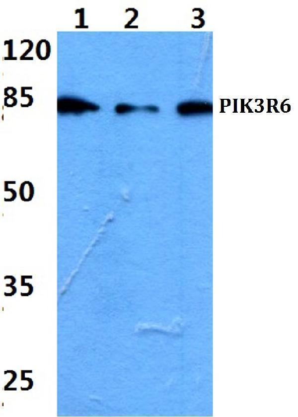 a14338 pik3r6 primary antiboties wb testing 1