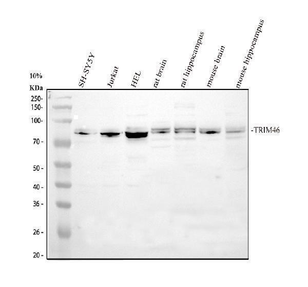a14356 2 trim46 primary antibodies wb testing 1_1