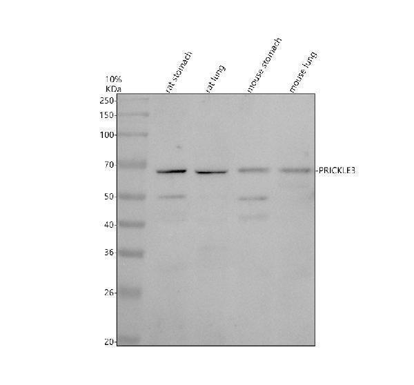 a14357 2 prickle3 primary antibodies wb testing 1