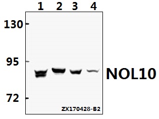 a14358 1 nol10 primary antiboties wb testing 1