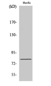 a14358 2 nol10 primary antibodies wb testing 2