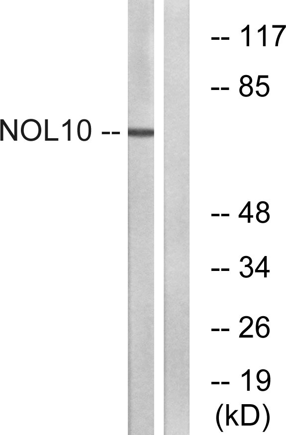 a14358 2 nol10 primary antibodies wb testing 3