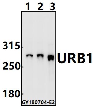 a14378 1 urb1 primary antiboties wb testing 1