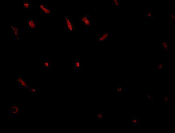 a14387 gid8 primary antibodies if testing 3
