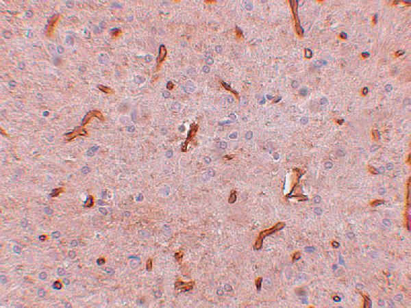 a14387 gid8 primary antibodies ihc testing 2