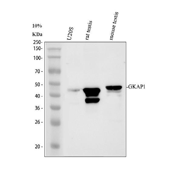 Western blot analysis of GKAP1 using anti-GKAP1 antibody (A14397-1)