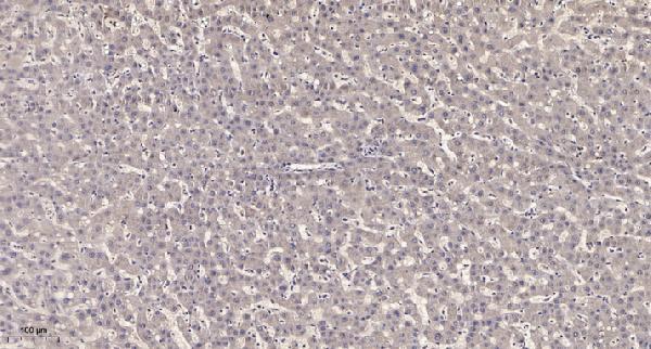 a14408 mrps17 primary antibodies ihc testing 1
