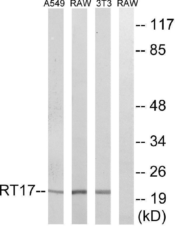 a14408s17 mrps17 primary antibodies wb testing 2