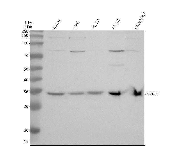a14413 1 gpr31 primary antibodies wb testing 1