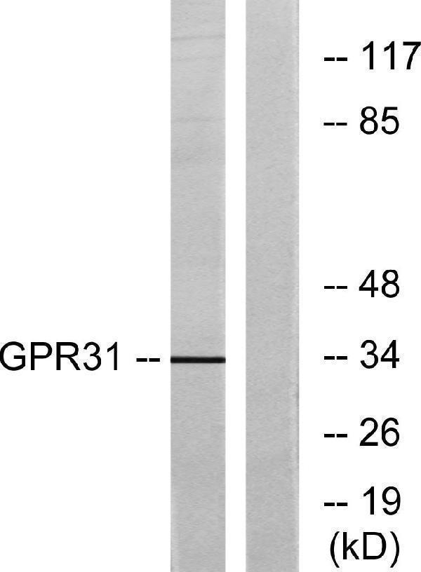 a14413 gpr31 primary antibodies wb testing 1