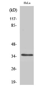 Western Blot (WB) analysis of specific cells using Olfactory receptor 52A1 Polyclonal antibody